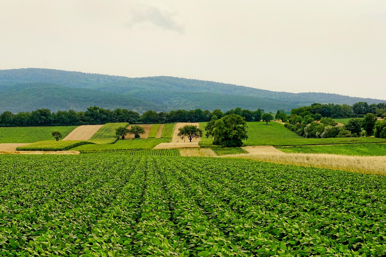 Lush green agricultural field
