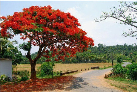 Gulmohar Tree Plant